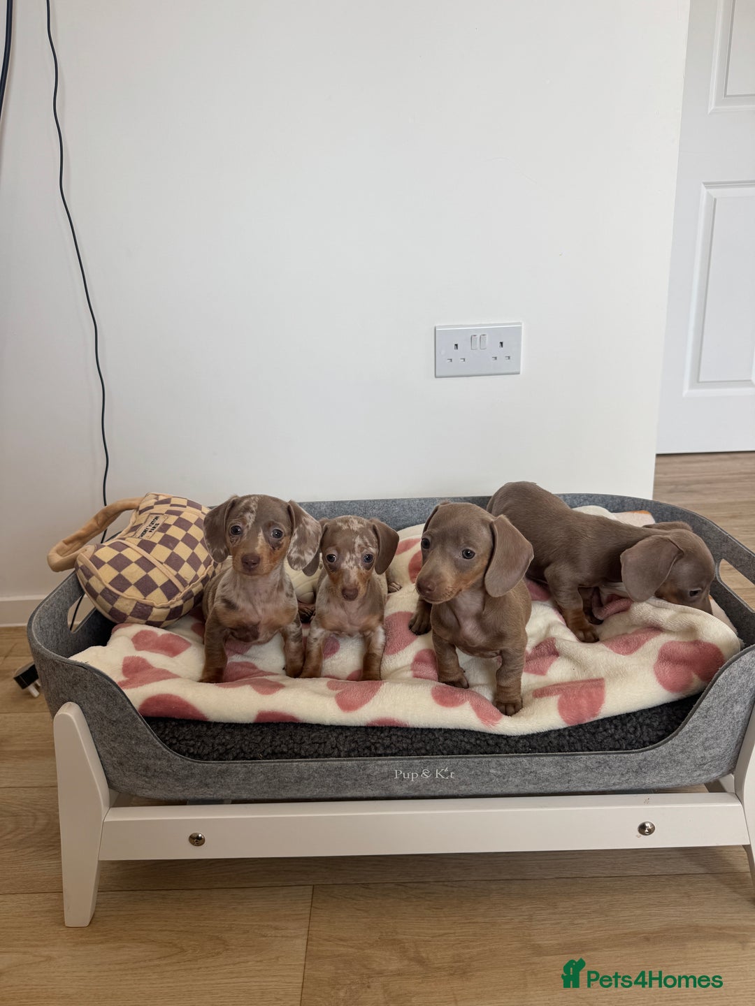 Miniature Dachshund dogs for sale: Miniature dachshunds for sale  - Image 1