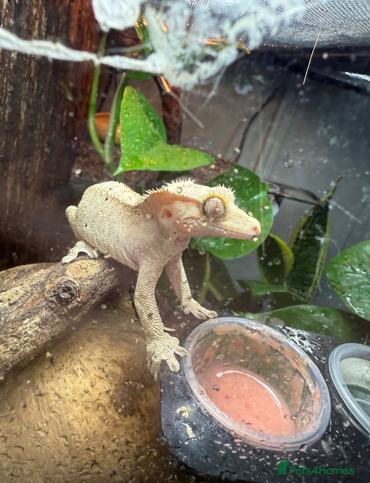 Gecko reptiles Crested gecko open to offers  - Advert 2