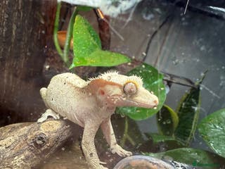 Gecko reptiles Crested gecko‼️Needs new home ASAP‼️OTO - Advert 20