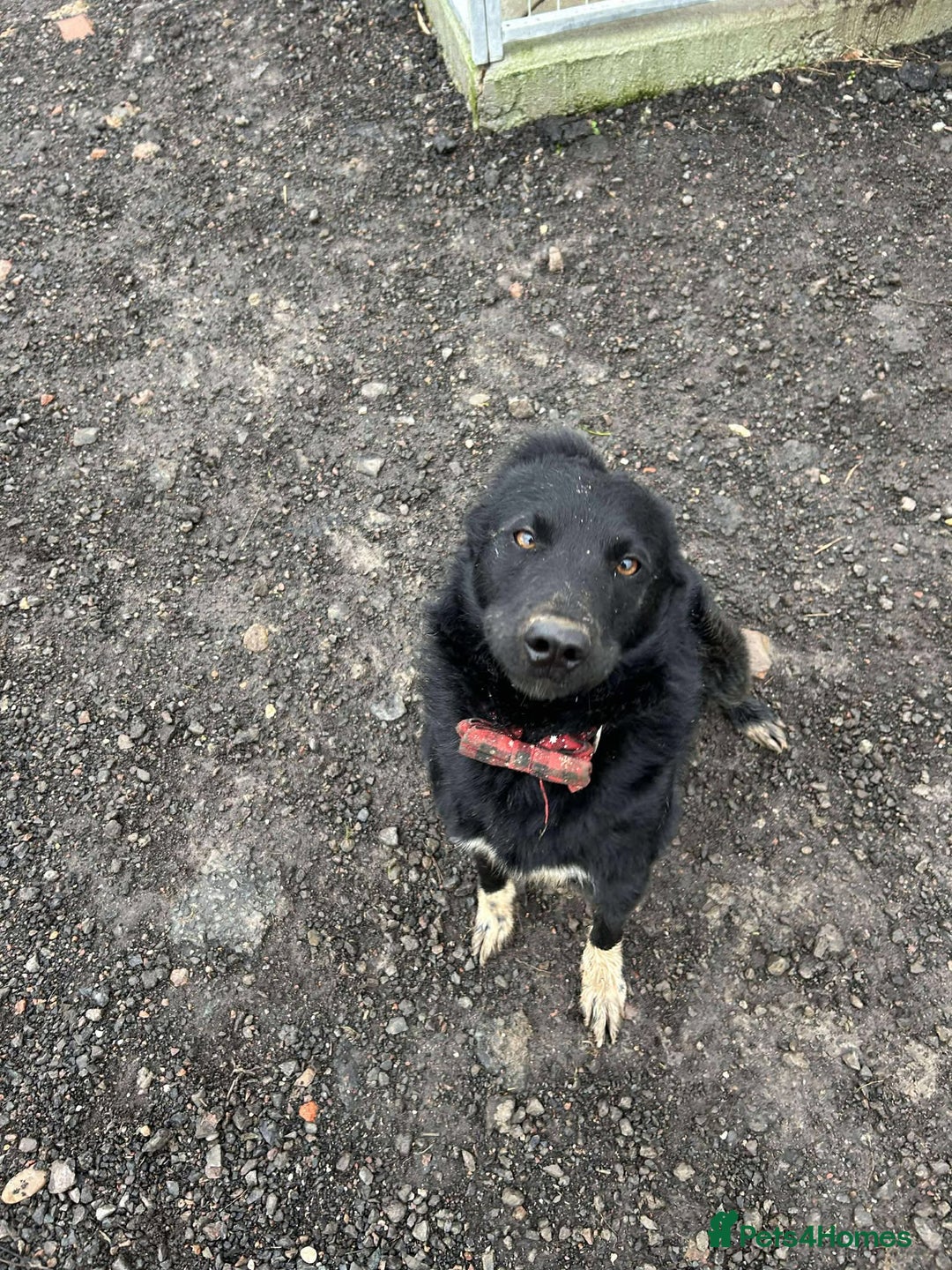 Mixed Breed dogs for adoption: BEAR  - Advert 4