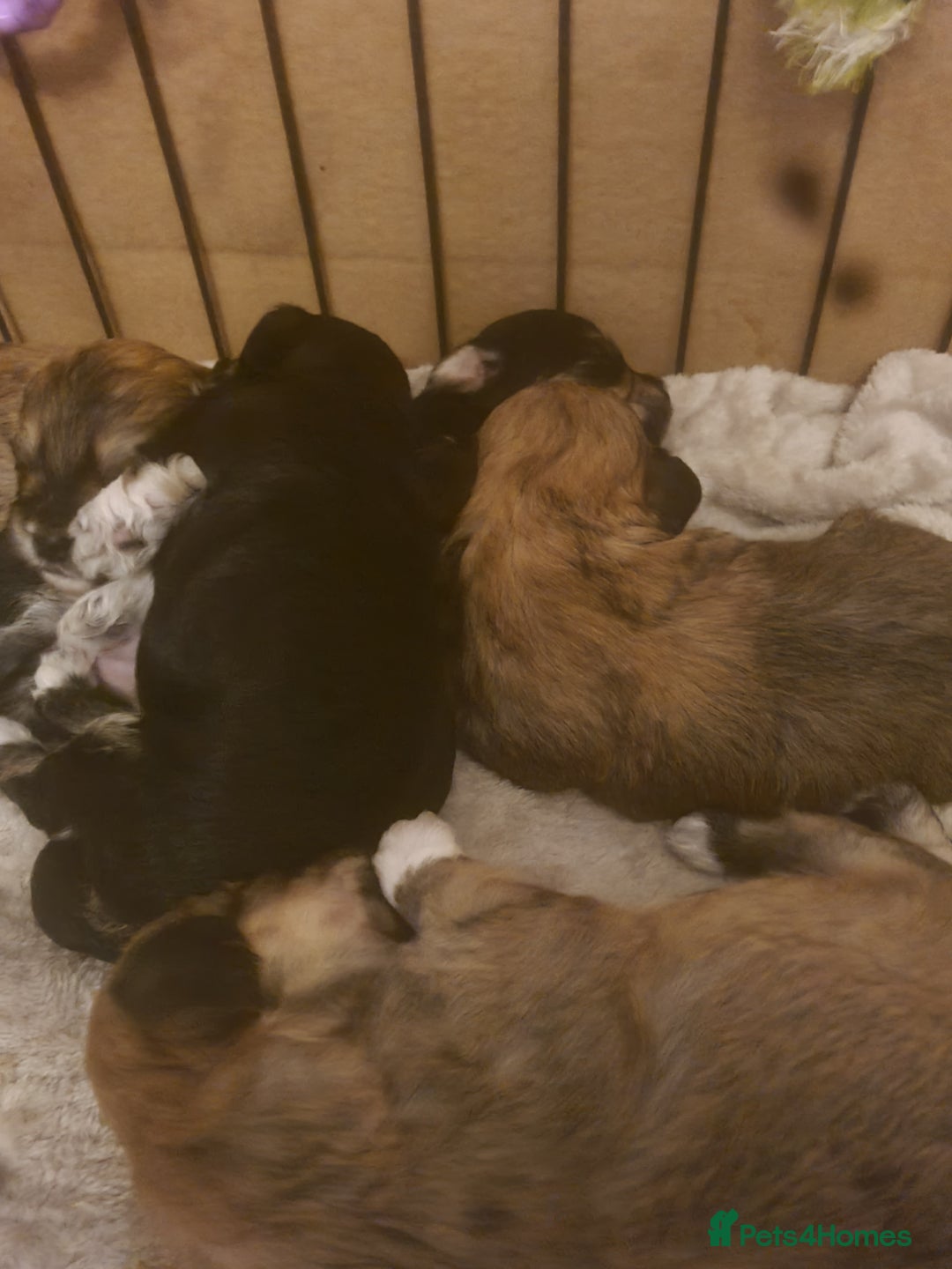 Maltipoo dogs for sale: MALTIPOO 🥰🥰 READY TO LEAVE  - Advert 22