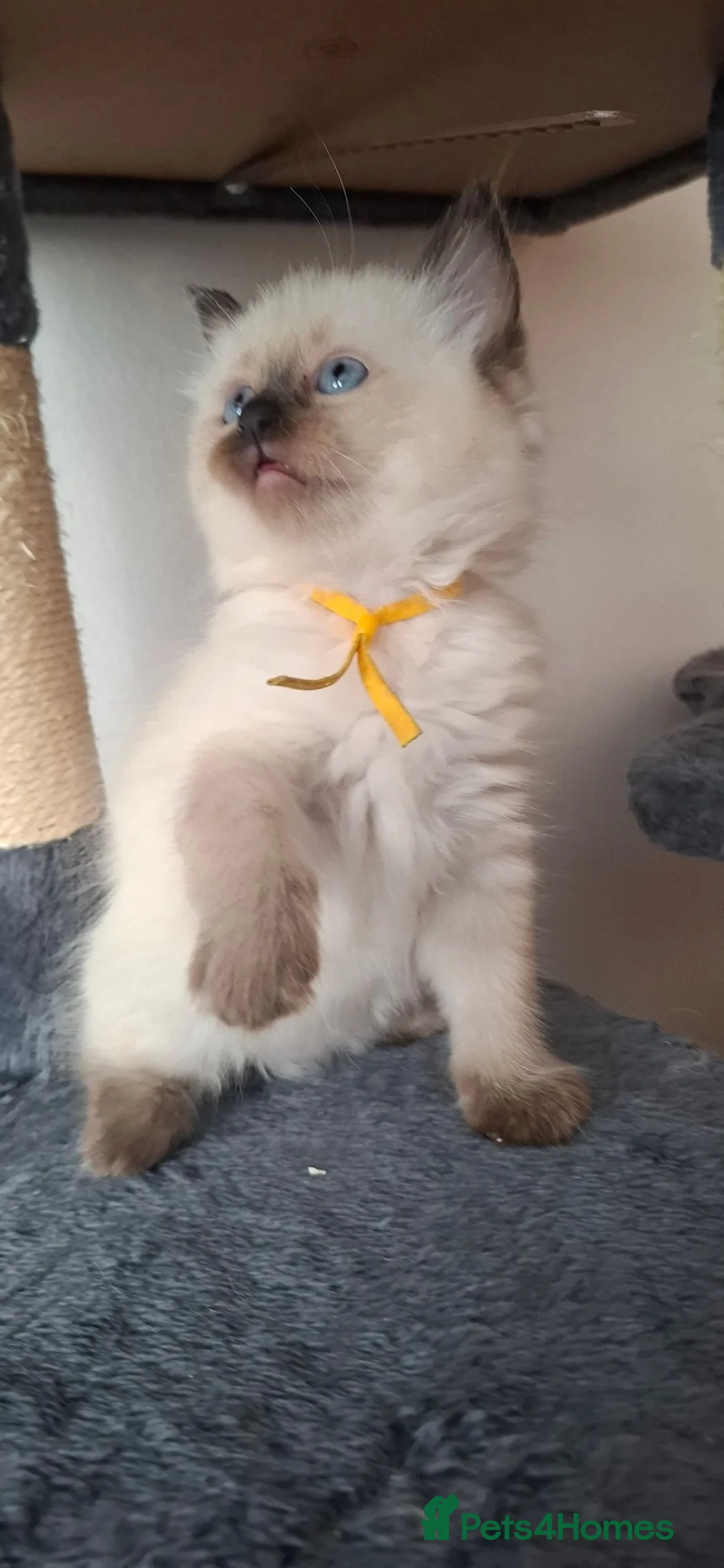 Ragdoll cats for sale: Ragdoll - Advert 2
