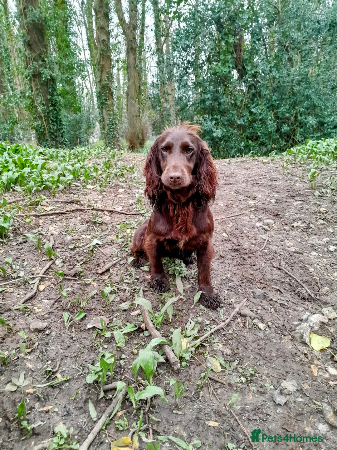 Cocker Spaniel dogs for sale: Kc Reg Health tested working Cocker spaniels  - Advert 8