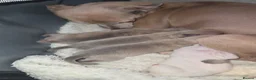 Italian Greyhound dogs for sale: Italian greyhound in Hartlepool - Advert 12