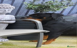 Rottweiler dogs for sale: Kc very well bred bitches available  - Image 6