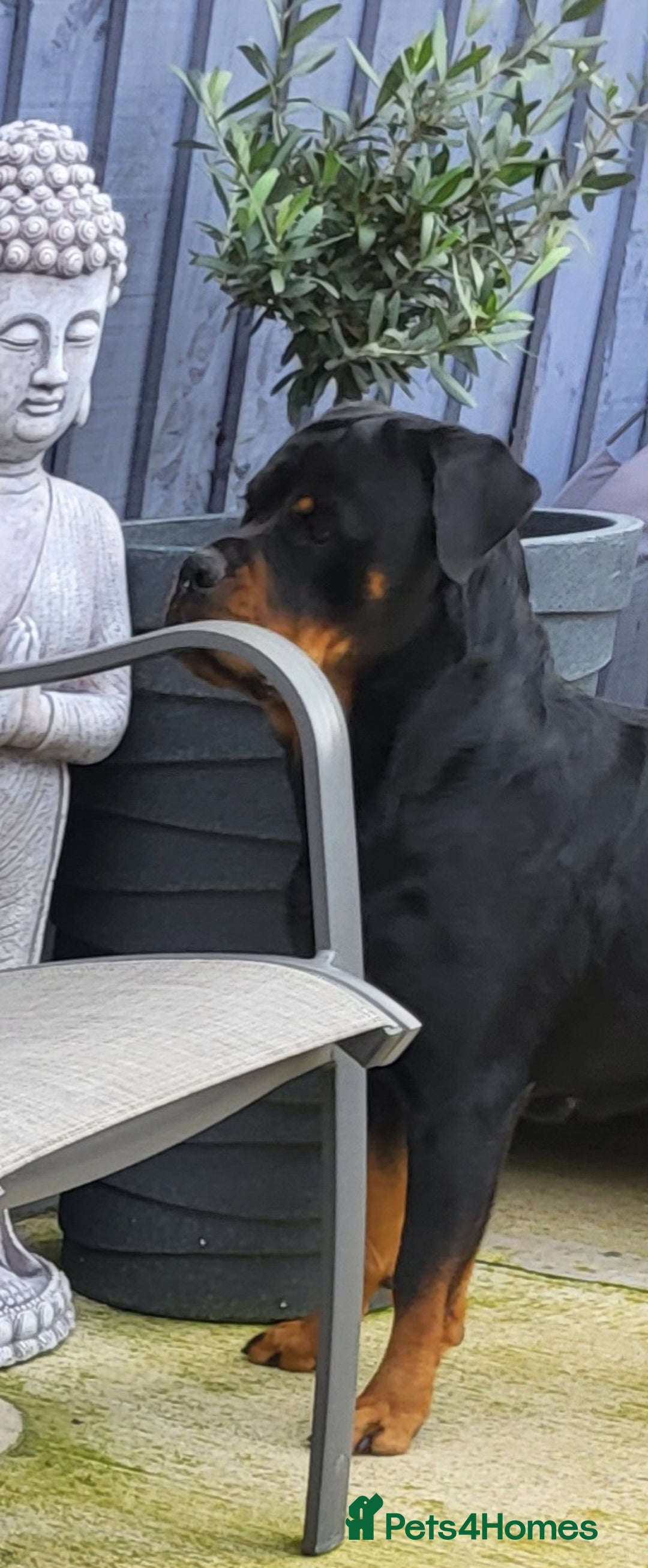 Rottweiler dogs for sale: Kc very well bred bitches available  - Image 6