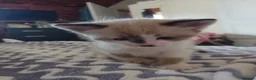 Mixed Breed cats for sale: Beautiful kittens looking for lovely home in Enfield - Advert 14