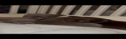 Chihuahua dogs for sale: Outstanding Russian line chihuahuas  - Advert 7
