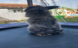 Mixed Breed rabbits for sale: Black extra fluffy bunny - Image 3