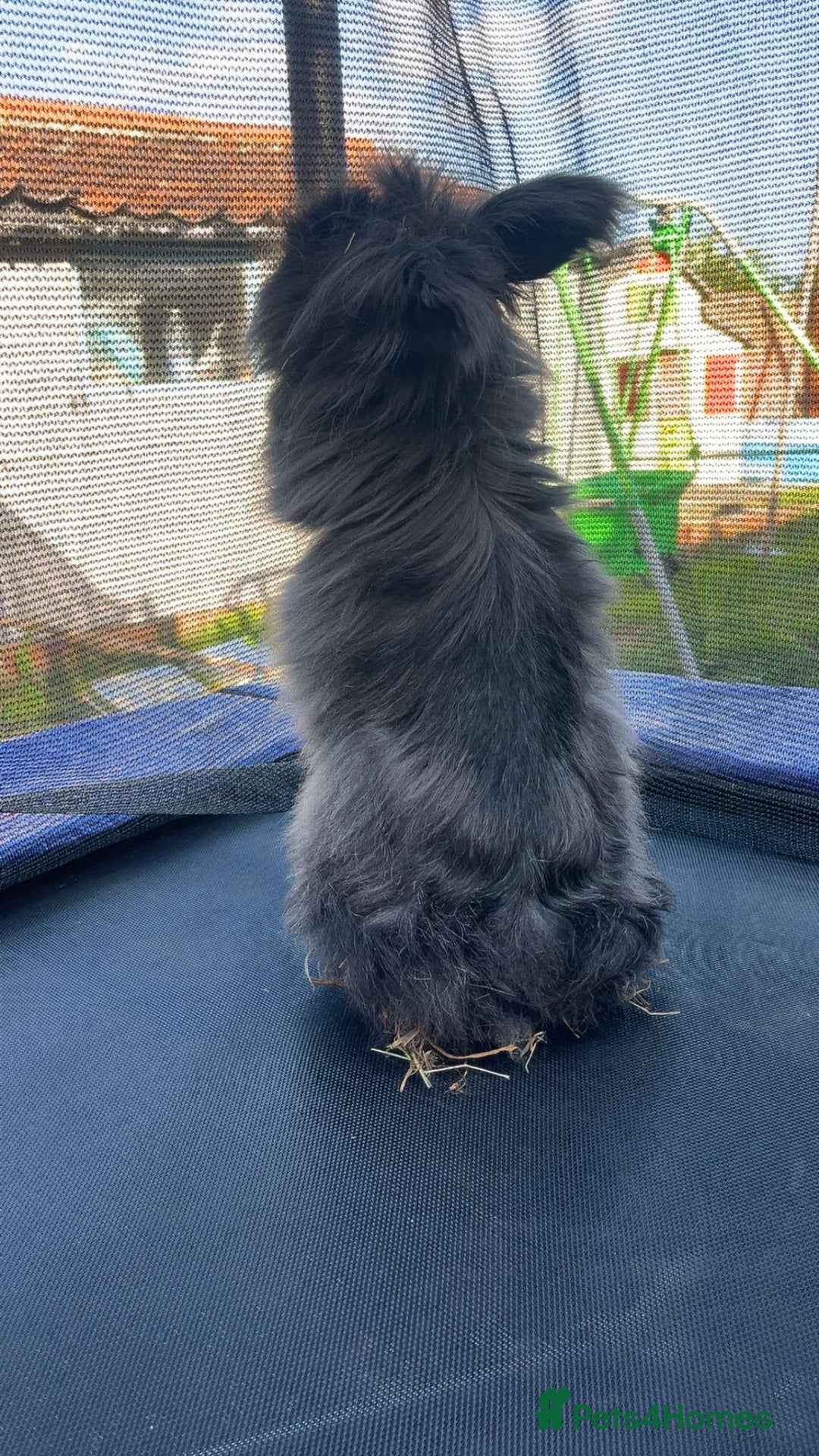 Mixed Breed rabbits for sale: Black extra fluffy bunny - Image 3