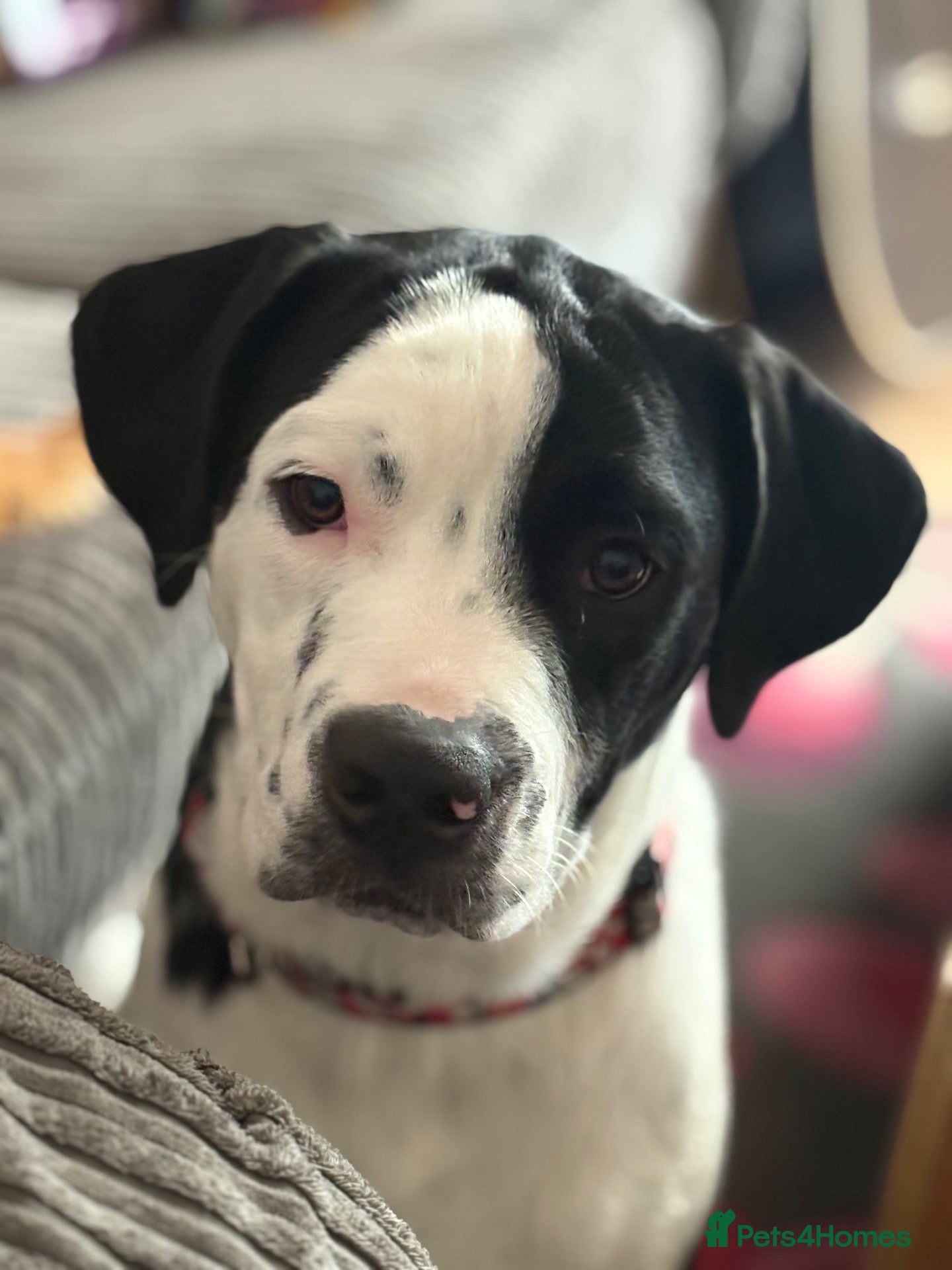 Mixed Breed dogs Beautiful 6 month old boy for rehoming.  - Advert 2