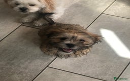 Mixed Breed dogs for sale: Puppy  - Image 1