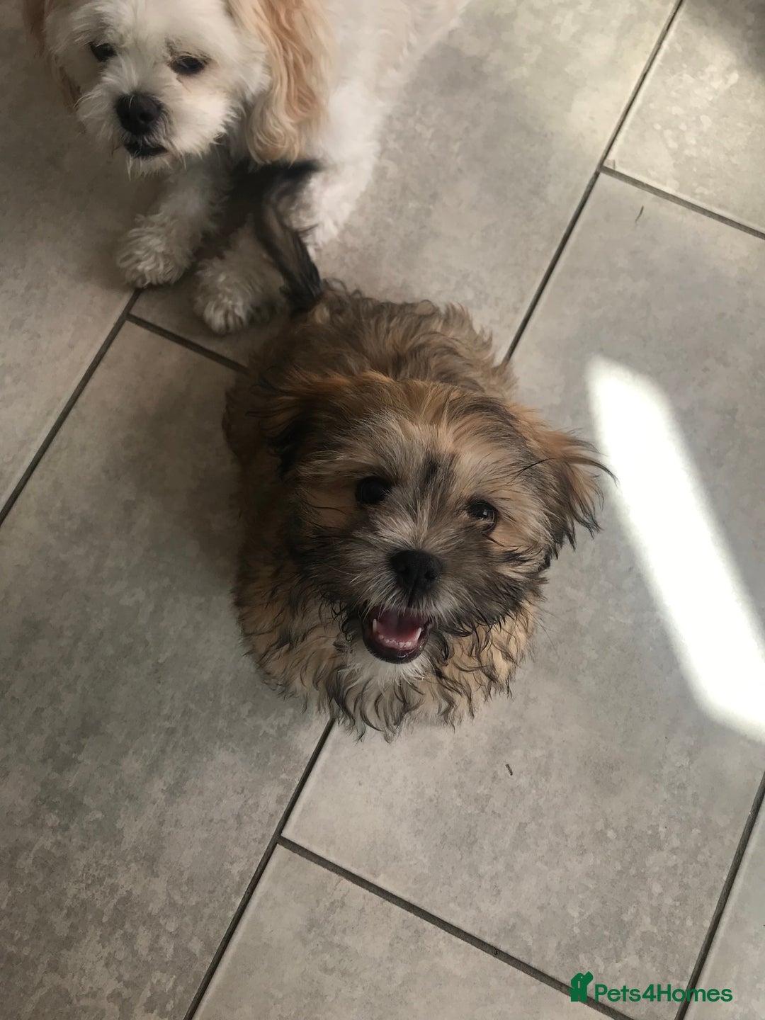 Mixed Breed dogs for sale: Puppy  - Image 1