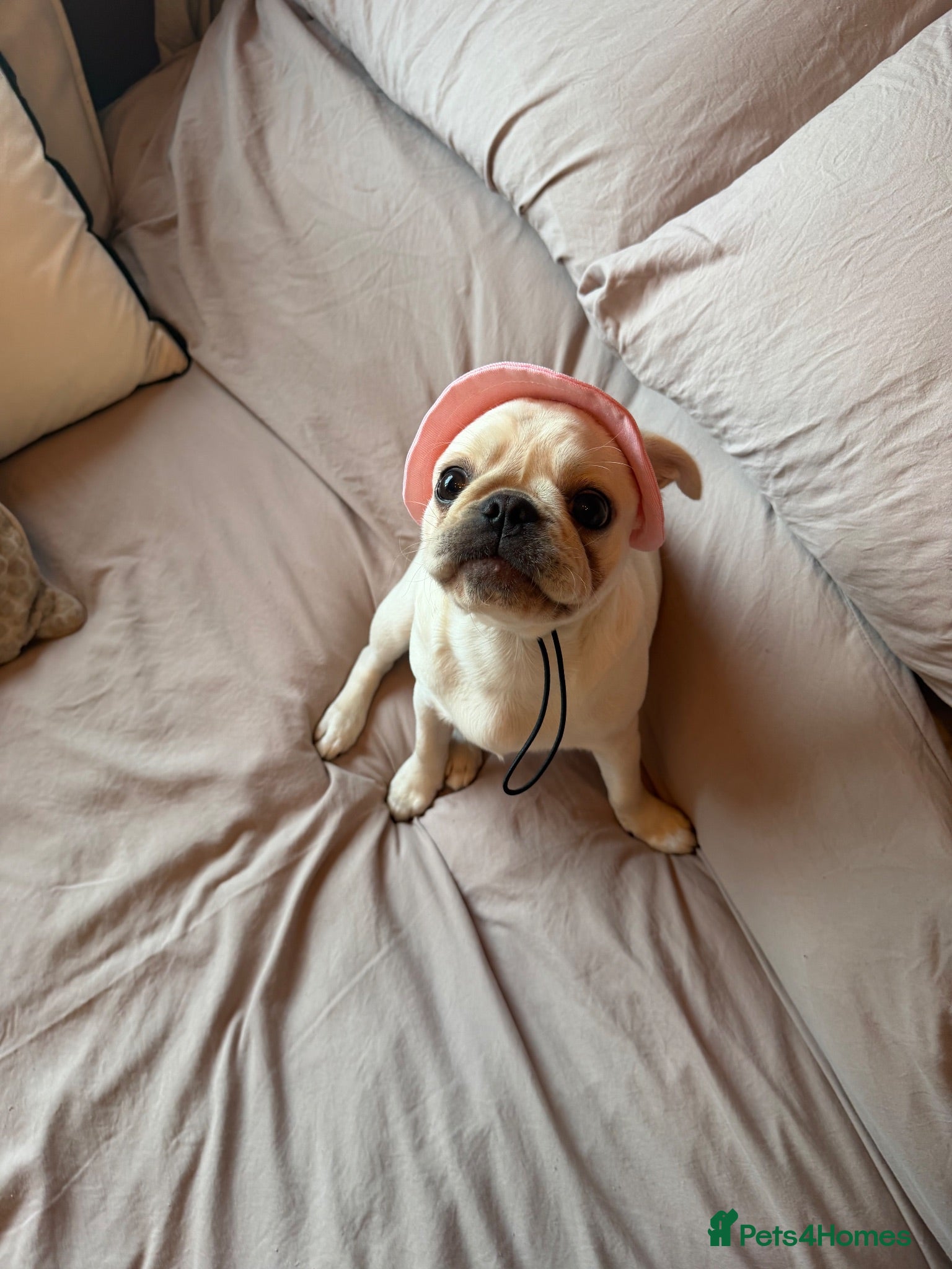 Pug dogs Beautiful 1 year old pug baby named Luna. - Advert 13