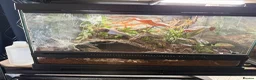 Tarantulas invertebrates for sale: 5 tarantulas for sale. Complete with enclosure in Bootle - Advert 5
