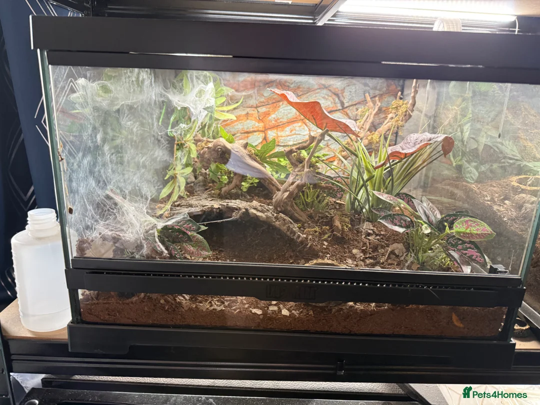 Tarantulas invertebrates for sale: 5 tarantulas for sale. Complete with enclosure in Bootle - Advert 5