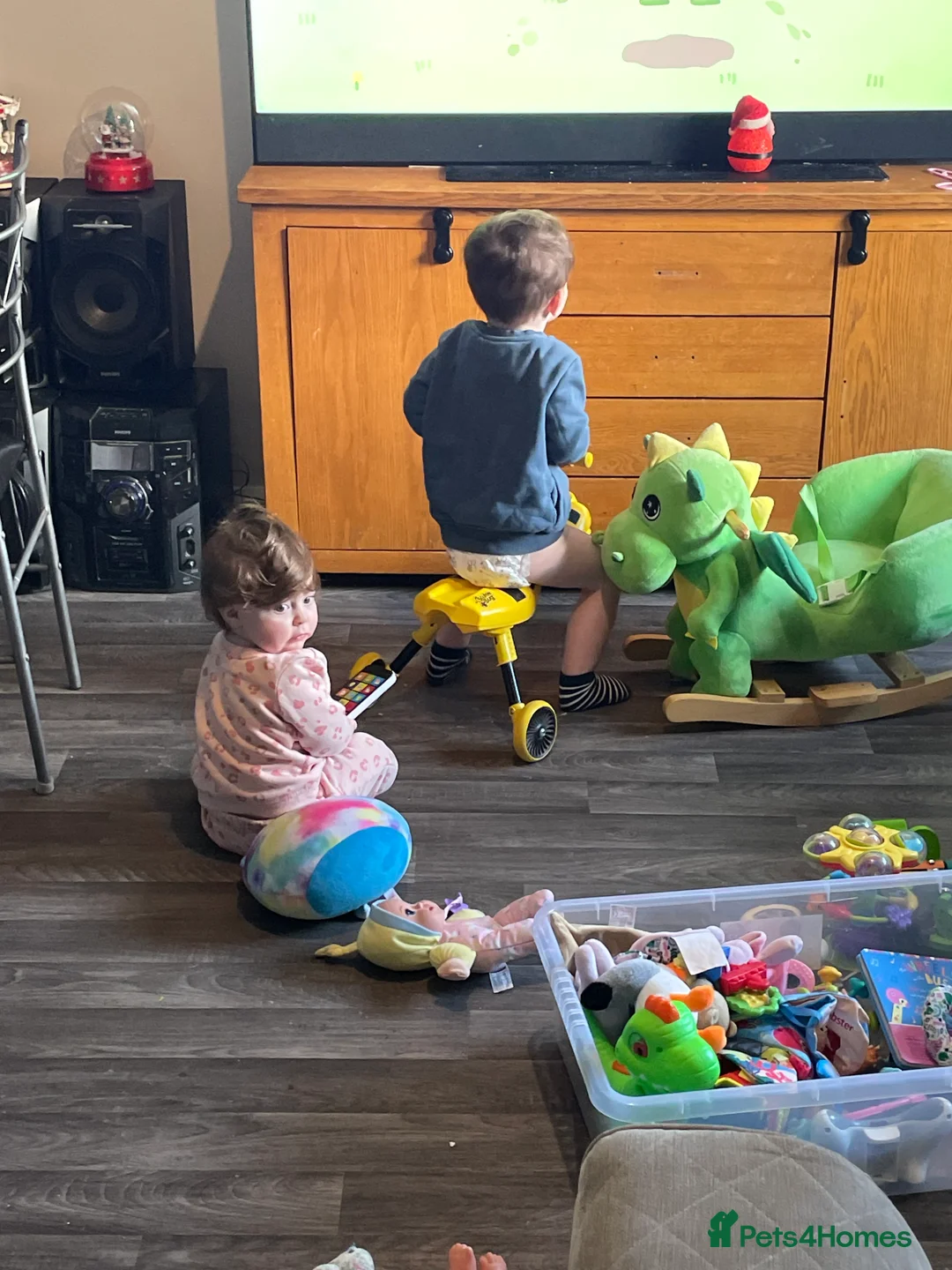 Mixed Breed dogs for sale: 1yr old Collie/Patterjack (male) - Advert 2