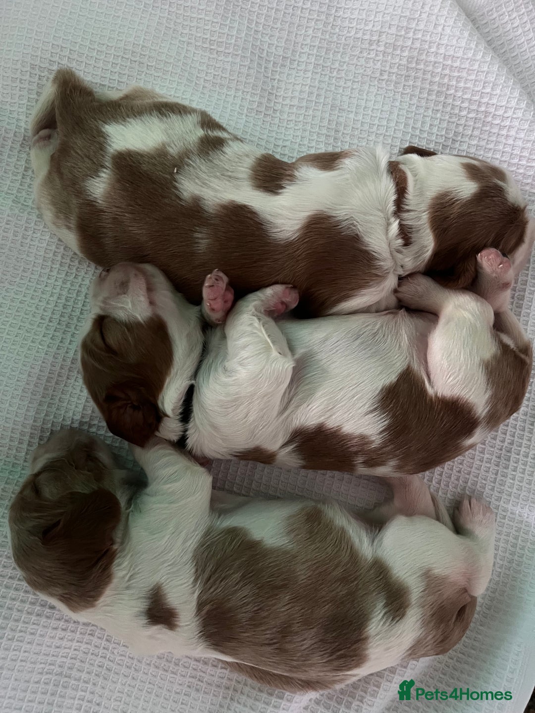 Welsh Springer Spaniel dogs for sale: 3 Girls Fully Health Tested Parents  - Image 3