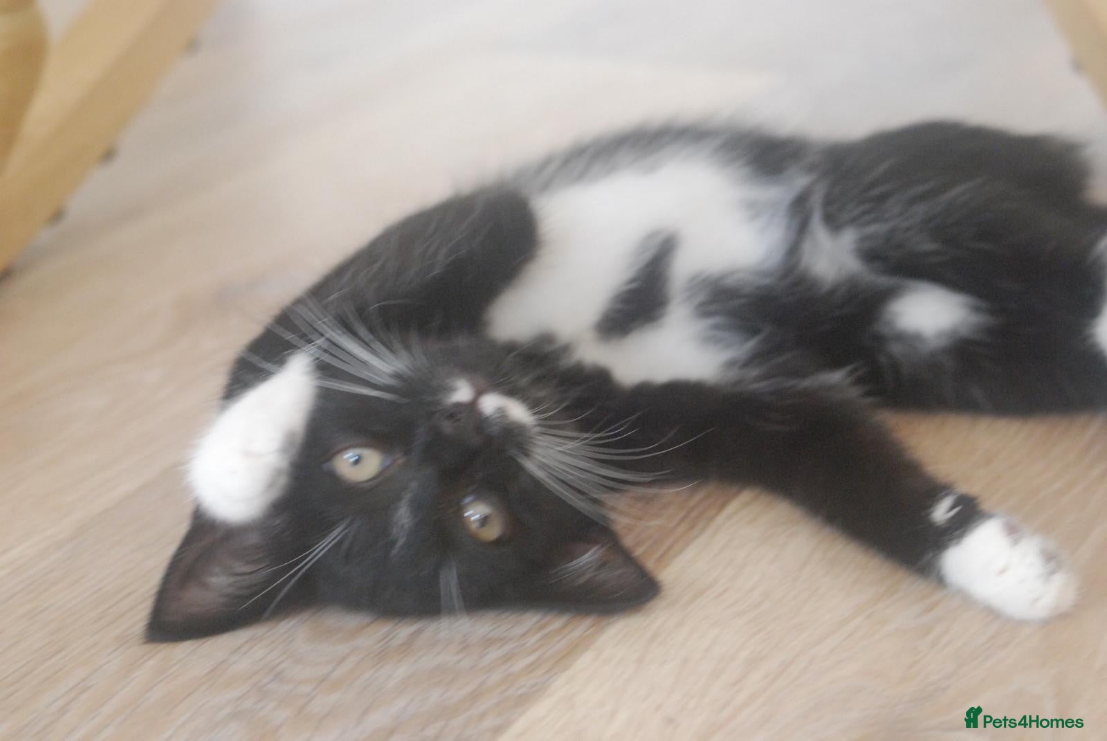 Domestic Shorthair cats Vaccinated Rescue Kittens  - Advert 1