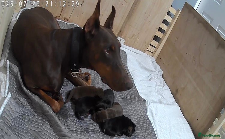 Dobermann dogs - Advert 1