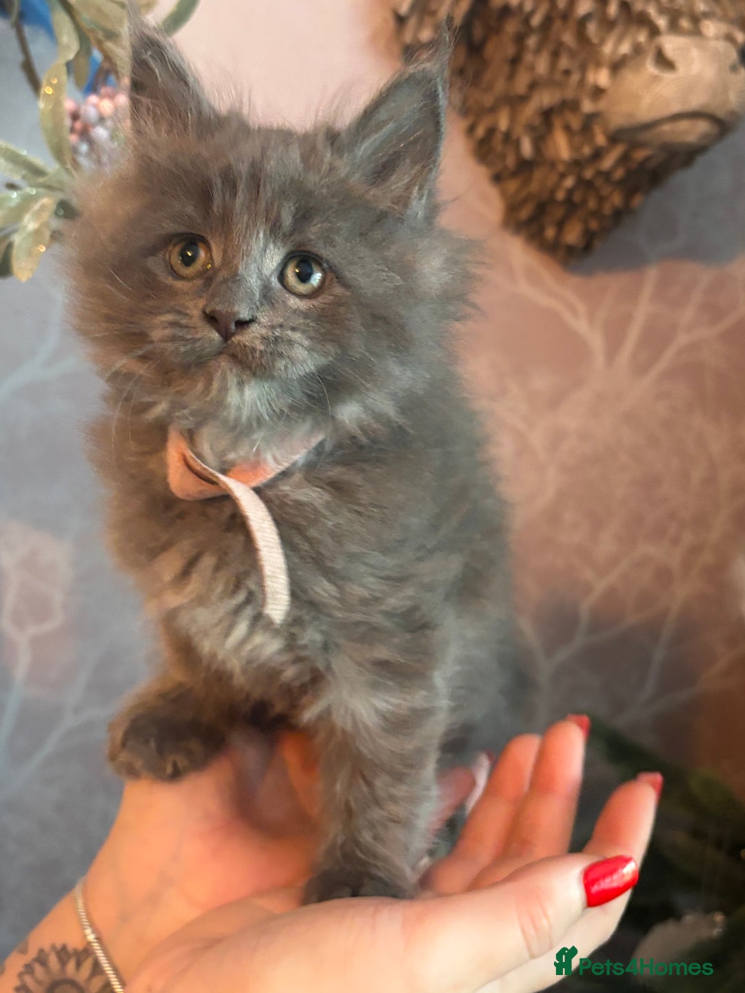 Maine Coon cats for sale: Blue Maine Coon Kittens – Active TICA Registered  - Advert 25