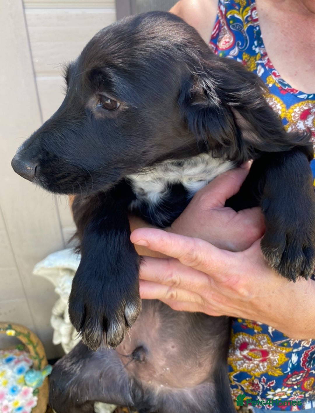 Sprocker dogs for sale: Beautiful sprocker spanials  - Image 1