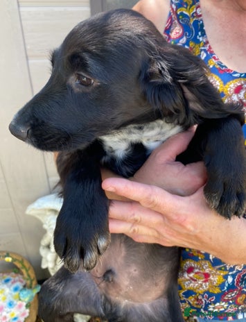 Sprocker dogs - Advert 8