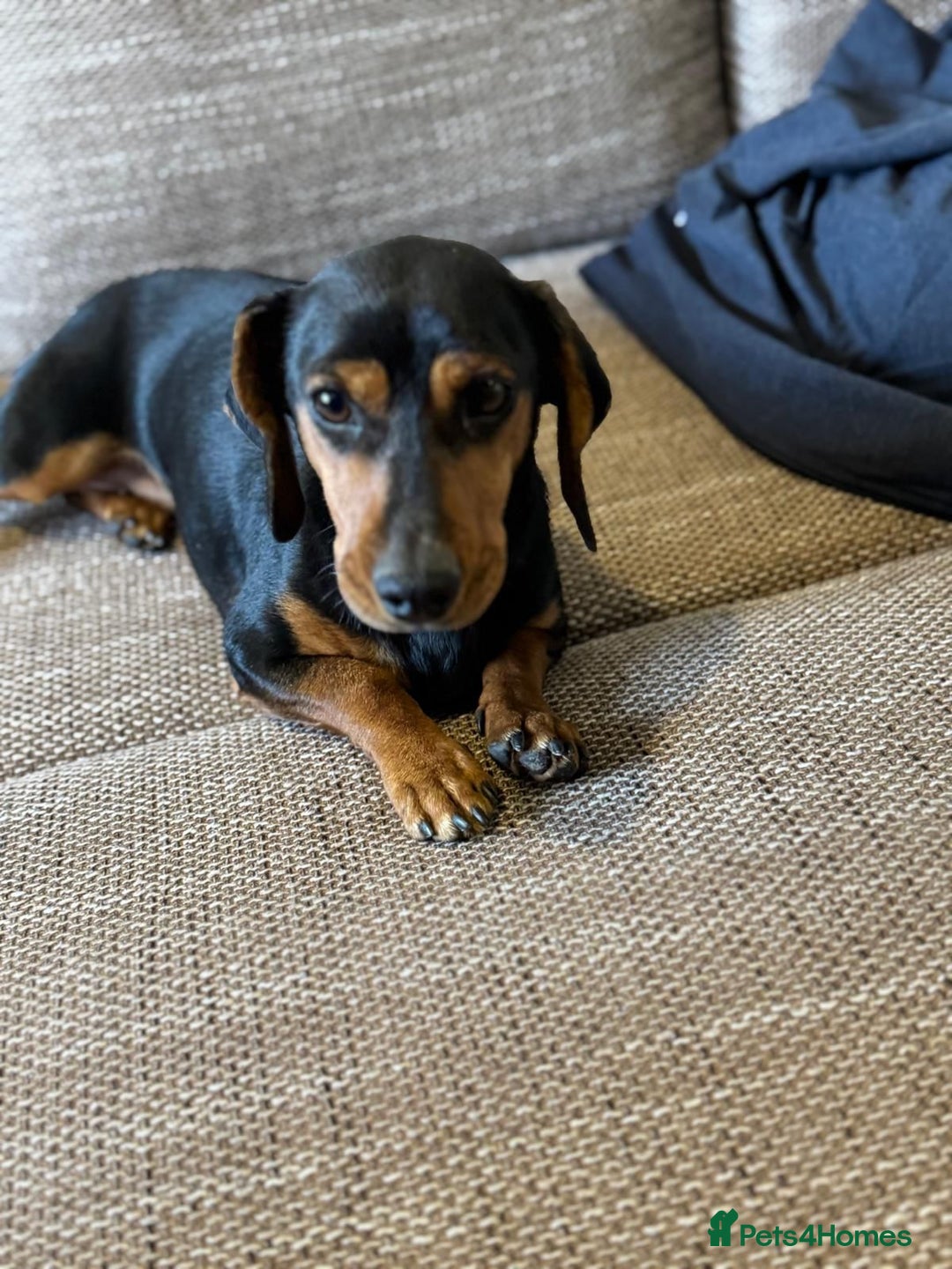 Mixed Breed dogs for adoption: Beautiful Mira needs a home - Advert 1