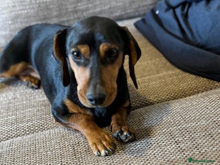 Mixed Breed dogs Beautiful Mira needs a home - Advert 1