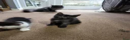 Mixed Breed cats for sale: Adorable kittens available  - Advert 20