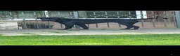 Cane Corso dogs for sale: Uk founder of the CANE CORSO - Advert 5