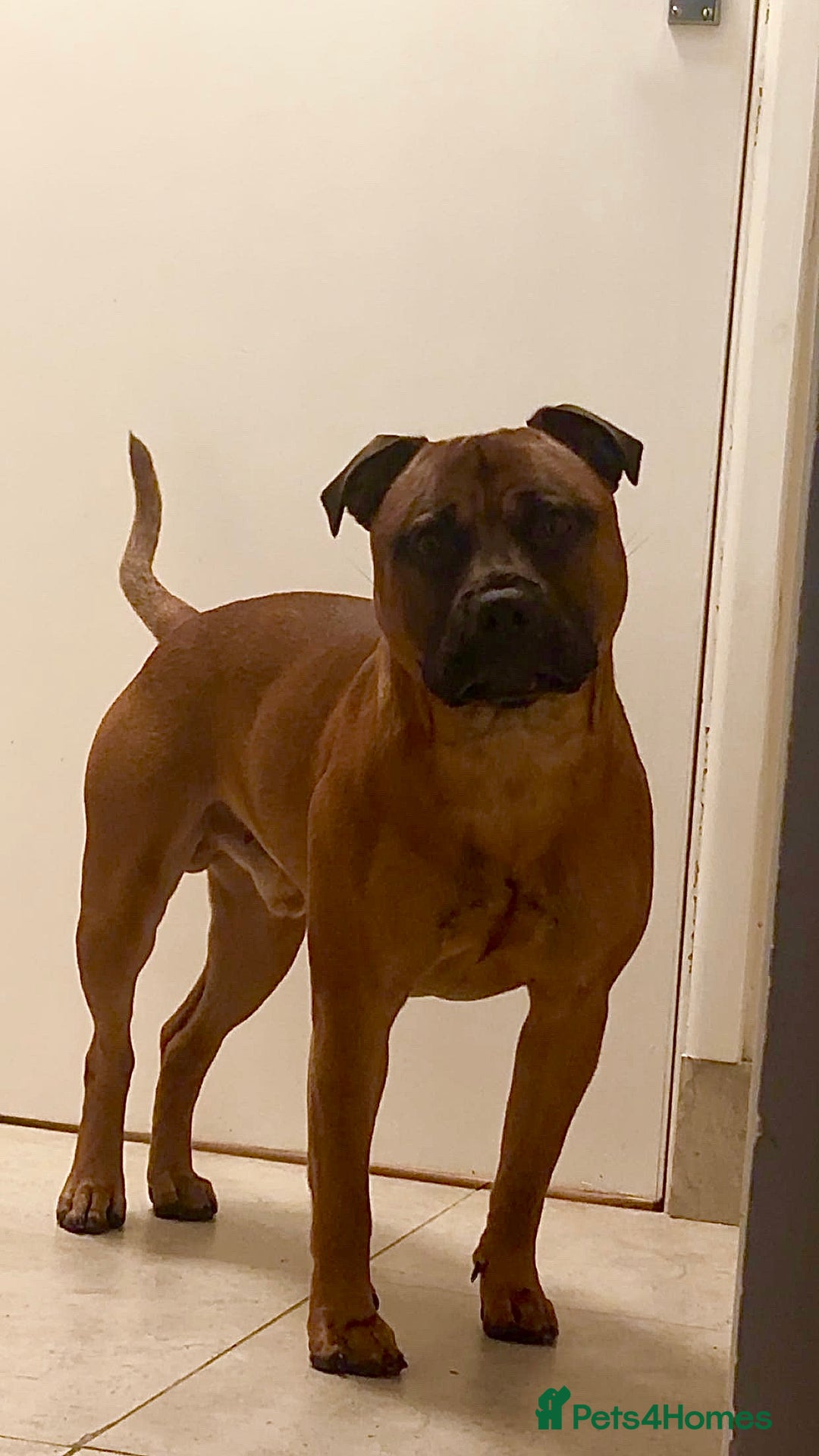 Staffordshire Bull Terrier dogs for stud: Rolo for studding  - Image 3