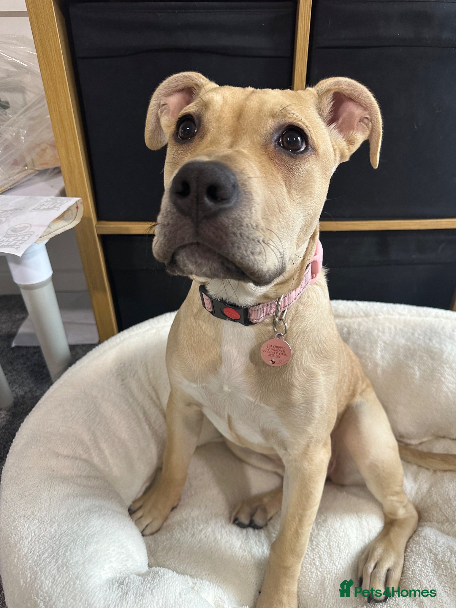 Mixed Breed dogs Staff x Cane Corso 8 months old  - Advert 1