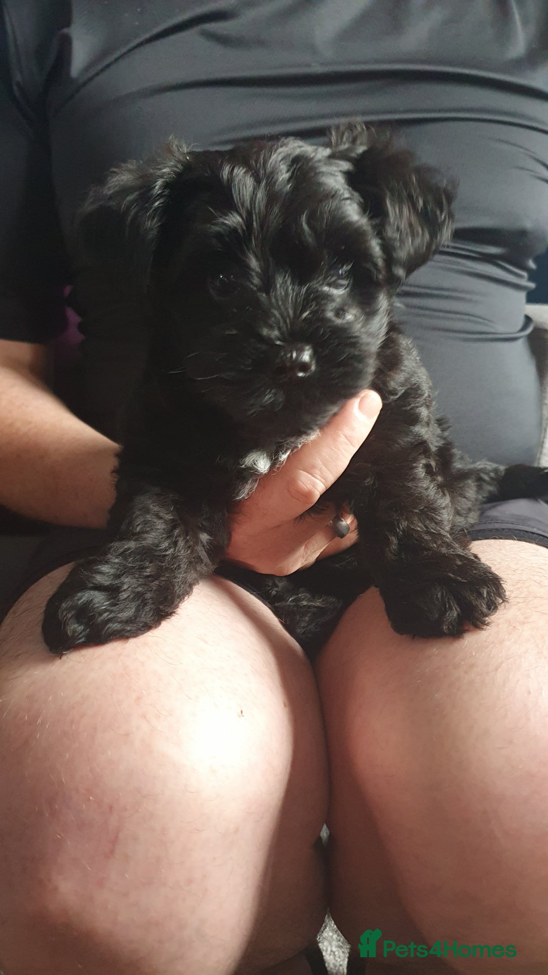 Yorkiepoo dogs for sale: Yorkipoo  - Image 4
