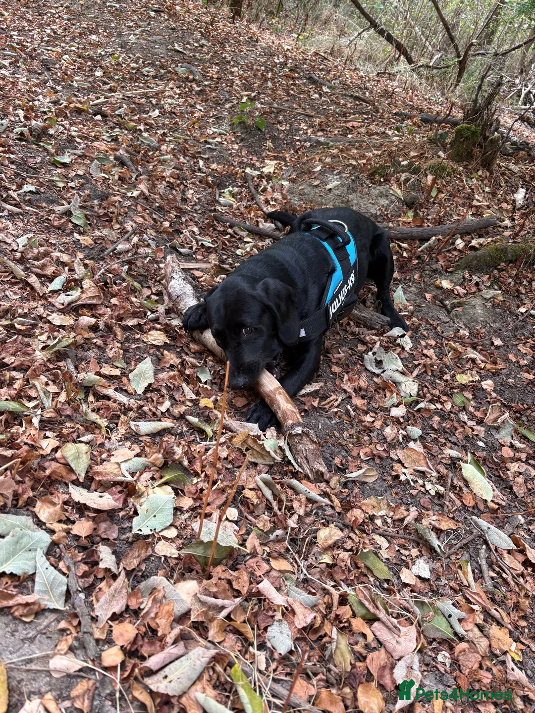 Mixed Breed dogs for sale: Labrador x Cocapoo in Spalding - Advert 2