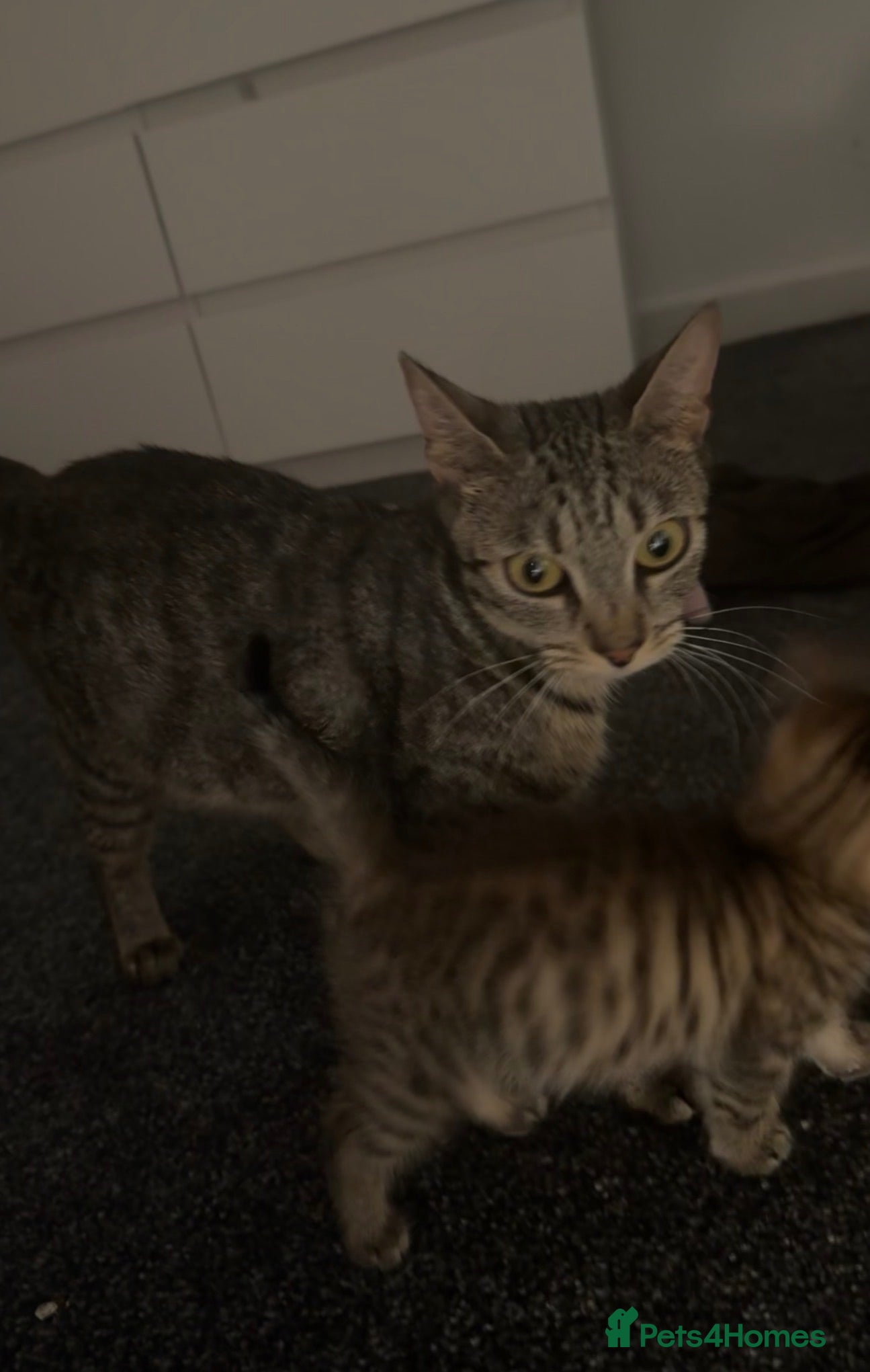Mixed Breed cats Kittens for sale Dudley  - Advert 1