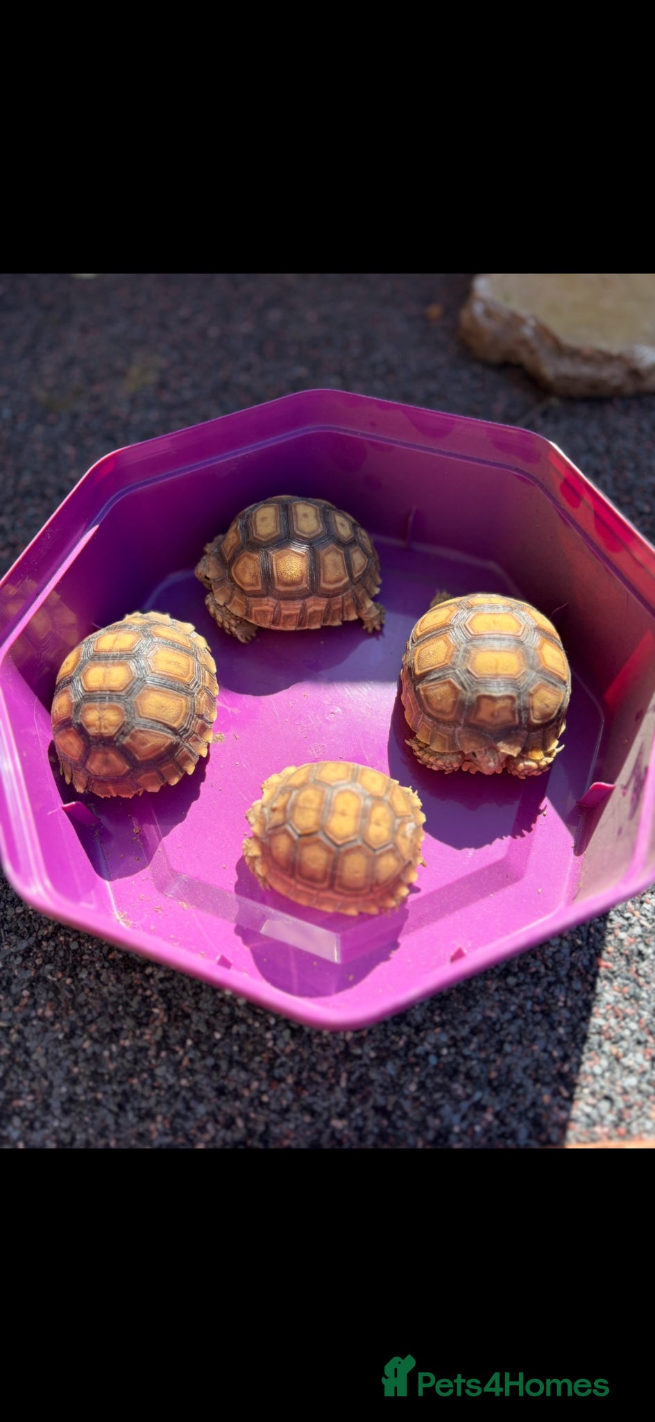 Tortoise reptiles African spur, Sulcata hatchlings - Advert 2