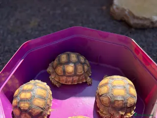 Tortoise reptiles African spur, Sulcata hatchlings - Advert 2