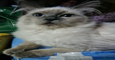 Ragdoll cats - Advert 8