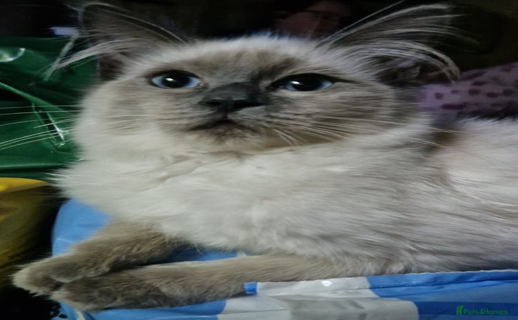 Ragdoll cats - Advert 2
