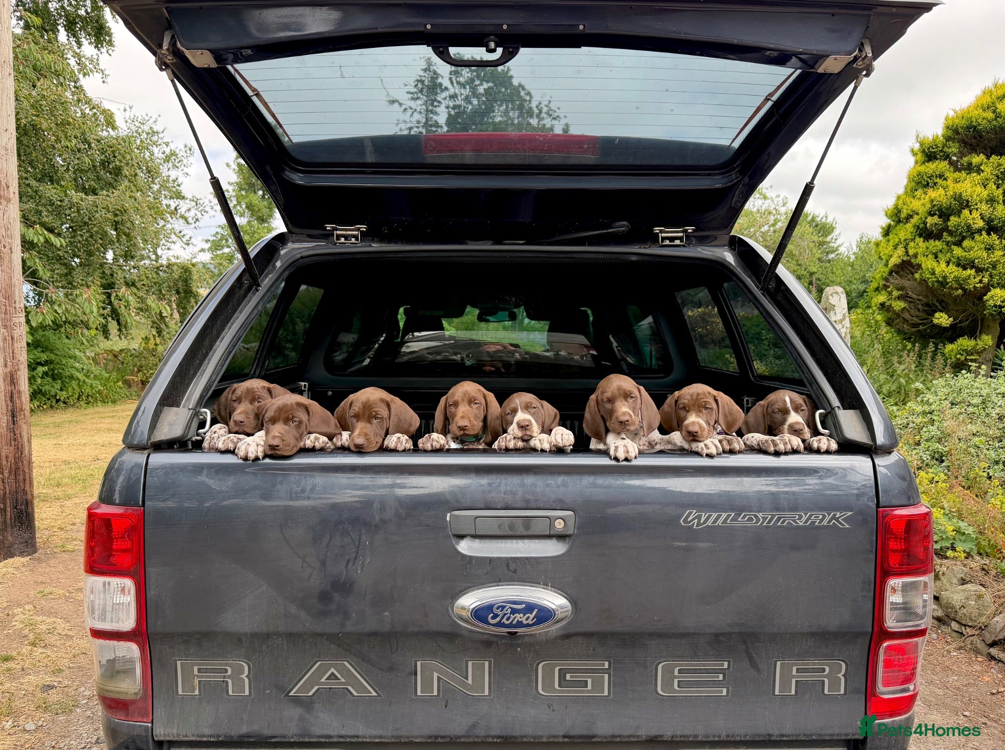German Shorthaired Pointer dogs KC Registered German Shorthaired Pointer Puppies - Advert 1