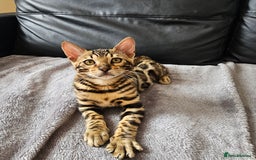 Bengal cats for sale: Bengal kittens  - Image 4