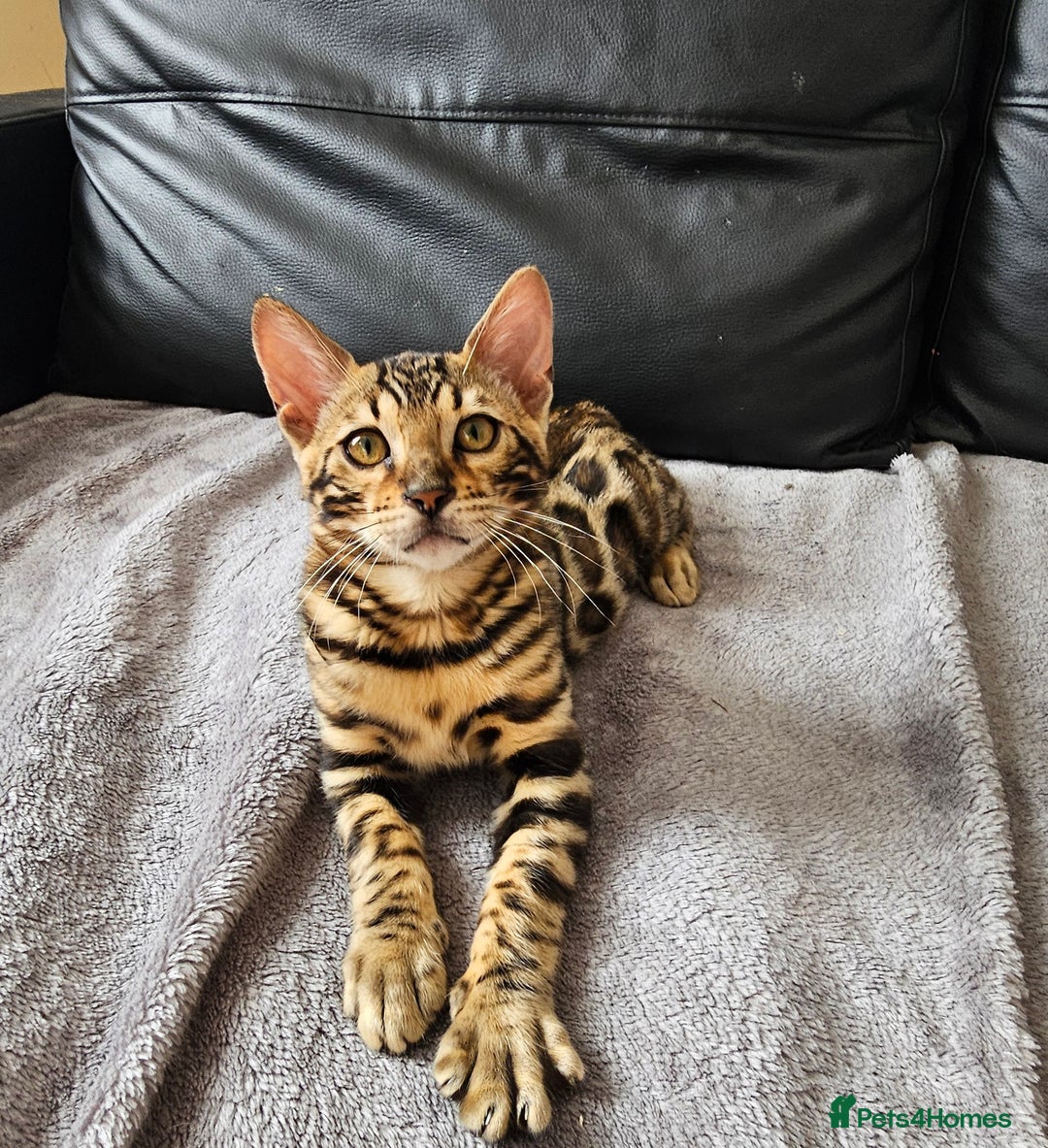 Bengal cats for sale: Bengal kittens  - Image 4