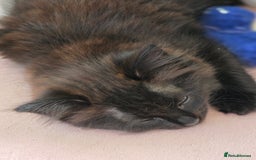 Mixed Breed cats for sale: Kittens for sale - Image 10