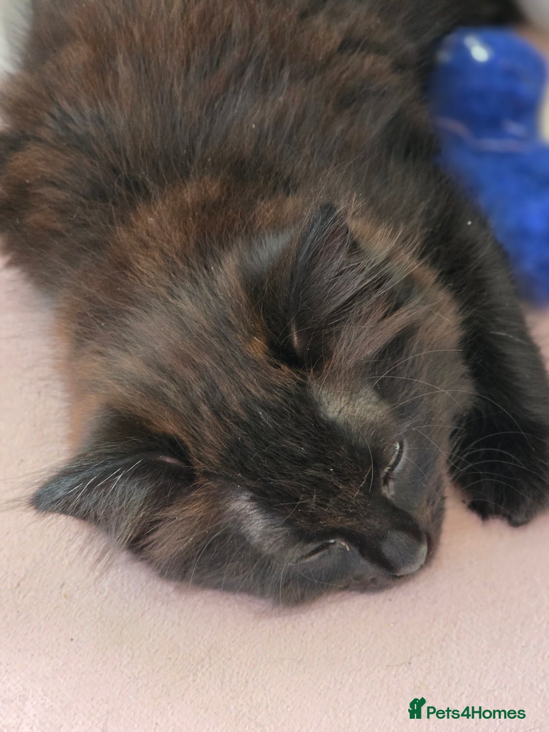 Mixed Breed cats for sale: Kittens for sale - Image 10