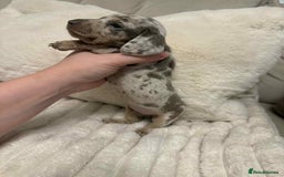 Miniature Dachshund dogs for sale: Miniature dachshunds  - Image 22