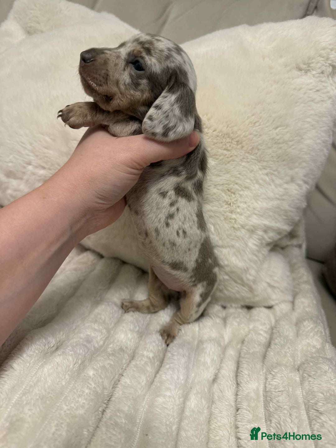 Miniature Dachshund dogs for sale: Miniature dachshunds  - Image 22
