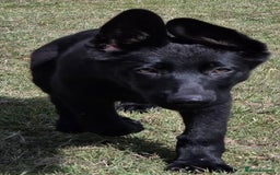 German Shepherd dogs for sale: Dark German Shepherd Females - Image 14