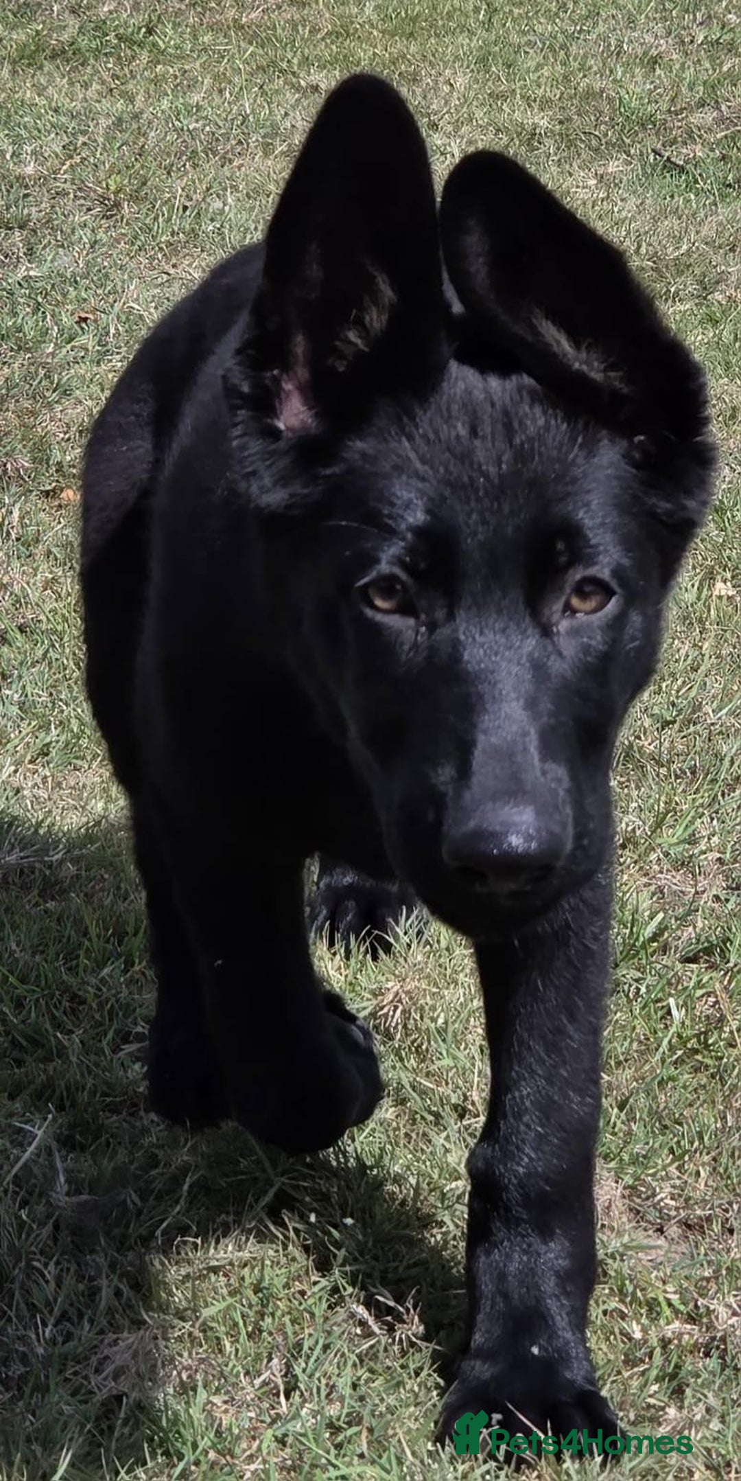 German Shepherd dogs for sale: Dark German Shepherd Females - Image 14