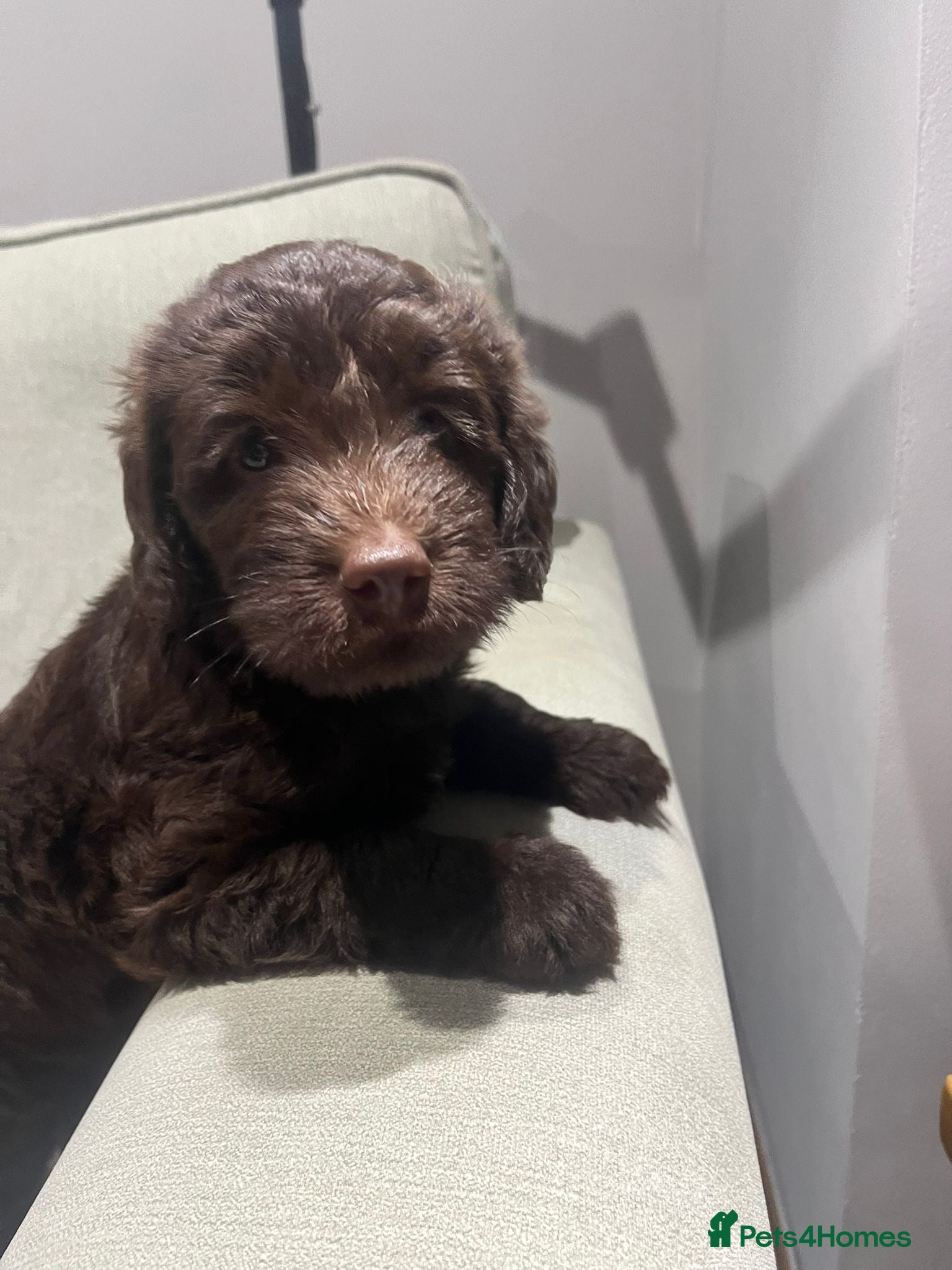 Labradoodle dogs Miniature F1B Labradoodle Puppies - Advert 2
